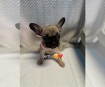 Small #13 French Bulldog