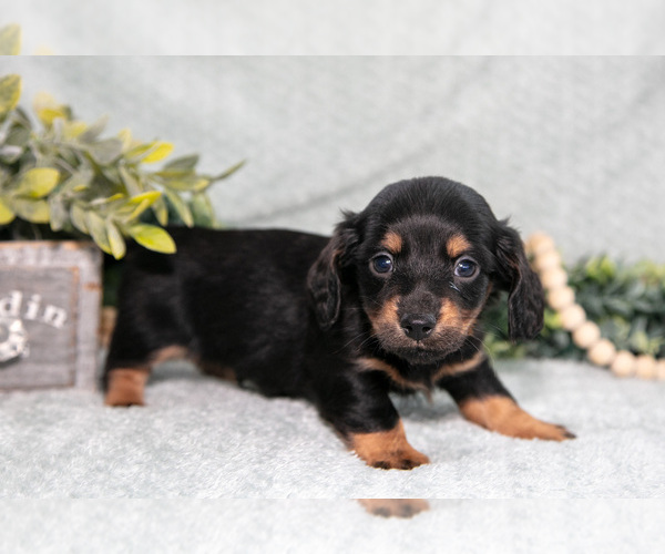 Medium Photo #2 Dachshund Puppy For Sale in NAPPANEE, IN, USA