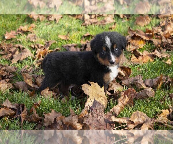 Medium Photo #2 Bernese Mountain Dog Puppy For Sale in SHREVE, OH, USA