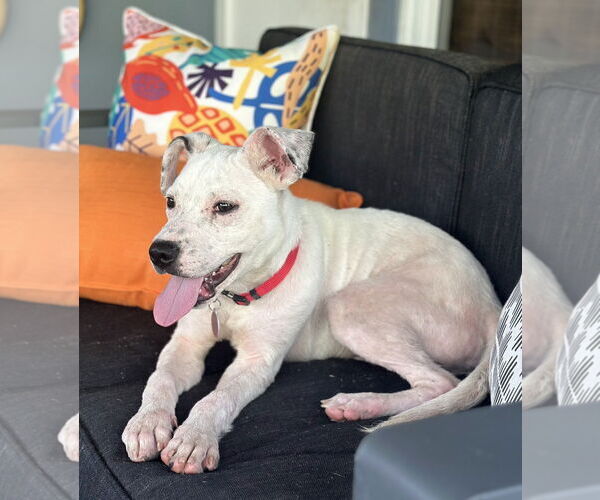 Medium Photo #12 Labrador Retriever-Unknown Mix Puppy For Sale in Royal Palm Beach, FL, USA