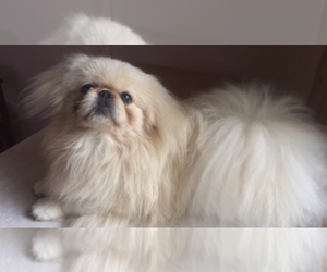 Father of the Pekingese puppies born on 02/13/2020