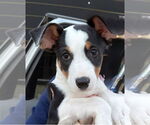 Small #3 Australian Kelpie Mix