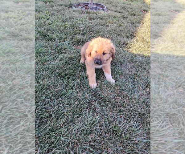 Medium Photo #6 Great Bernese Puppy For Sale in TOPEKA, KS, USA