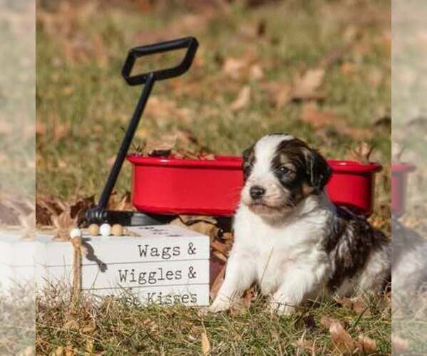 Medium Photo #4 Bernedoodle (Miniature) Puppy For Sale in PRAIRIE VIEW, KS, USA