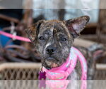 Small Photo #3 Boston Terrier-Unknown Mix Puppy For Sale in Mundelein, IL, USA