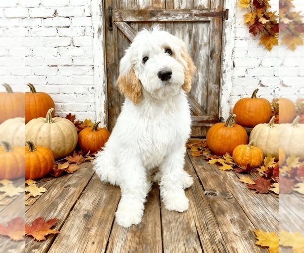 Medium Photo #1 Bernedoodle Puppy For Sale in MENIFEE, CA, USA