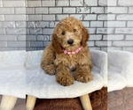 Image preview for Ad Listing. Nickname: Litter of 5