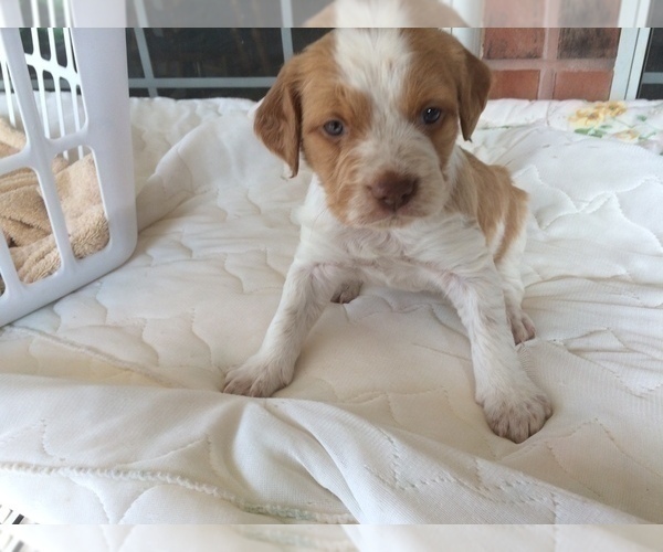Medium Photo #9 Brittany Puppy For Sale in NEWCASTLE, OK, USA