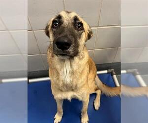 German Shepherd Dog-Great Dane Mix Dogs for adoption in San Antonio, TX, USA