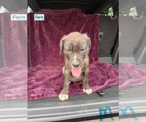 American Pit Bull Terrier-Labrador Retriever Mix Dogs for adoption in Brewster, NY, USA