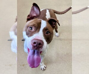 American Pit Bull Terrier Dogs for adoption in Derwood, MD, USA