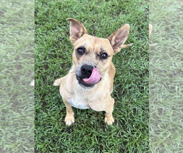 Medium Photo #1 Mutt Puppy For Sale in Eastman, GA, USA