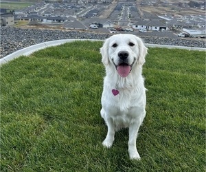 Mother of the English Cream Golden Retriever puppies born on 04/17/2024