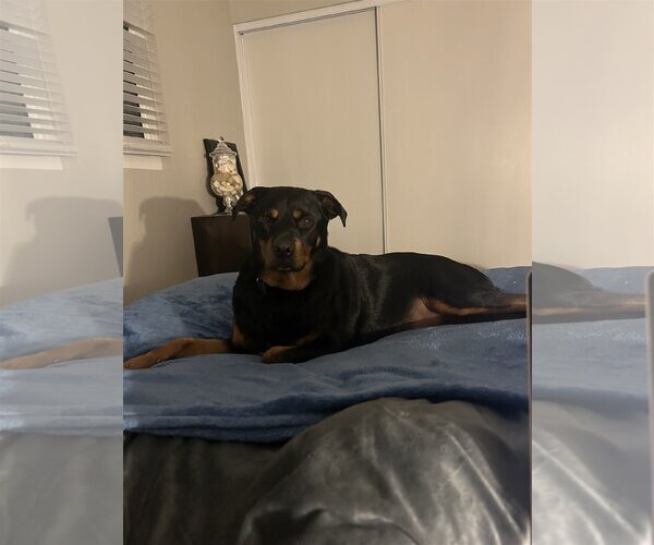 Medium Photo #3 Rottweiler Puppy For Sale in Tustin, CA, USA