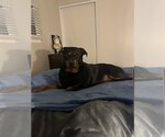 Small #2 Rottweiler