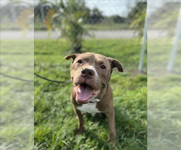 Medium Photo #1 American Pit Bull Terrier-Unknown Mix Puppy For Sale in Vero Beach, FL, USA