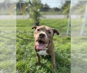 American Pit Bull Terrier-Unknown Mix Dogs for adoption in Vero Beach, FL, USA
