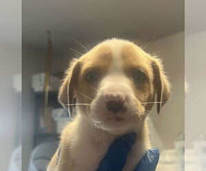 Labrador Retriever Dogs for adoption in Bolivar, MO, USA