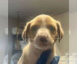 Small Labrador Retriever