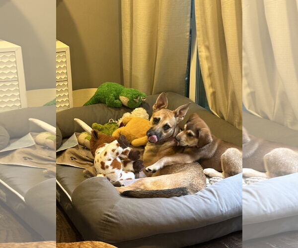 Medium Photo #8 Mutt Puppy For Sale in The Woodlands, TX, USA