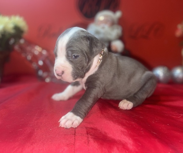 Medium Photo #2 American Pit Bull Terrier Puppy For Sale in TRENTON, NJ, USA