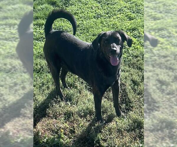 Medium Photo #1 Catahoula Leopard Dog-Plott Hound Mix Puppy For Sale in Pueblo, CO, USA