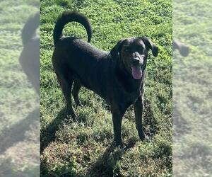 KODA - Male Catahoula Leopard Dog-Plott Hound Mix Dog for Adoption