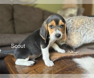 Beagle Puppy for sale in FORDLAND, MO, USA