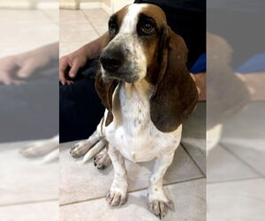 Basset Hound Dogs for adoption in Deepwater, NJ, USA
