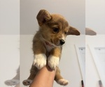 Small #2 Pembroke Welsh Corgi