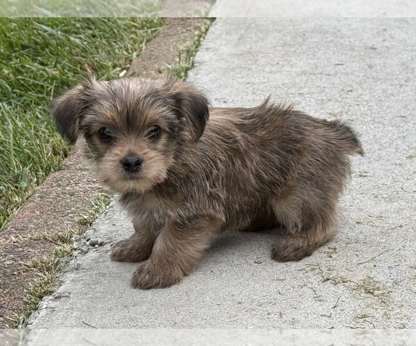 Medium Photo #13 Yorkshire Terrier Puppy For Sale in NEWTON, NC, USA