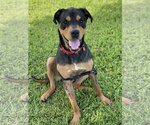 Small Photo #2 Rottweiler-Unknown Mix Puppy For Sale in Miami, FL, USA
