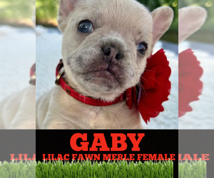 French Bulldog Puppy for sale in ORLANDO, FL, USA