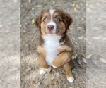 Small Photo #2 Australian Shepherd Puppy For Sale in DOVER, FL, USA