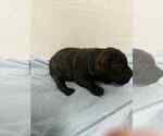 Small #1 Cane Corso