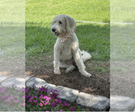 Small Photo #1 Goldendoodle Puppy For Sale in NEWTON, GA, USA