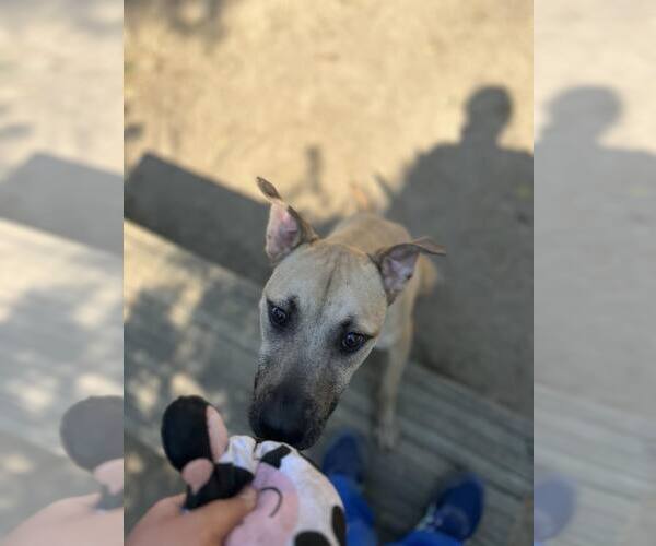Medium Photo #5 Labrador Retriever-Mountain Cur Mix Puppy For Sale in Orangeburg, SC, USA
