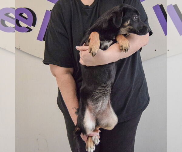 Medium Photo #4 Border-Aussie Puppy For Sale in Huntley, IL, USA