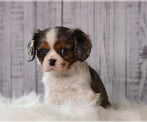 Cavalier King Charles Spaniel Puppy for sale in FREDERICKSBG, OH, USA