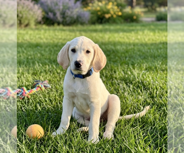 Medium Photo #1 Labrenees Puppy For Sale in Genesee, WI, USA
