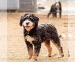 Small Photo #1 Bernedoodle (Miniature) Puppy For Sale in LITITZ, PA, USA