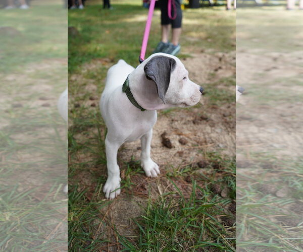 Medium Photo #2 American Staffordshire Terrier-Unknown Mix Puppy For Sale in Holly Springs, NC, USA