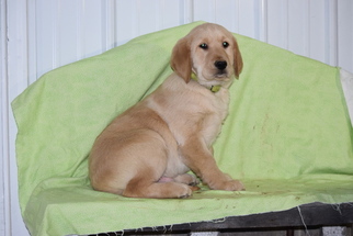 Golden Labrador Puppy for sale in FREDERICKSBURG, OH, USA