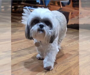 Shih Tzu Dogs for adoption in Omaha, NE, USA