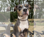 Small #1 American Bulldog-American Staffordshire Terrier Mix