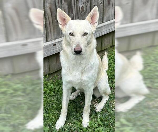 Medium Photo #1 German Shepherd Dog Puppy For Sale in Houston, TX, USA