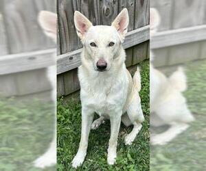 German Shepherd Dog Dogs for adoption in Houston, TX, USA