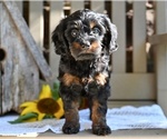 Small #2 Cavapoo