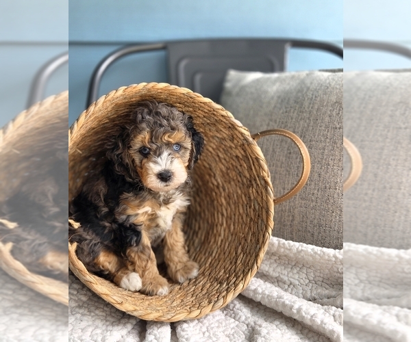 Medium Photo #1 Aussiedoodle Miniature  Puppy For Sale in SAINT CLOUD, FL, USA