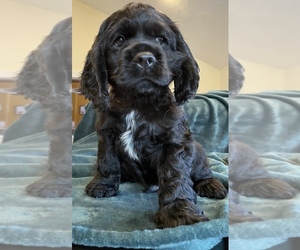 Cocker Spaniel Puppy for sale in WESTBOROUGH, MA, USA